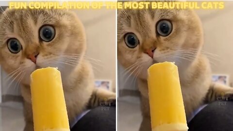 Fun compilation of the most beautiful cats