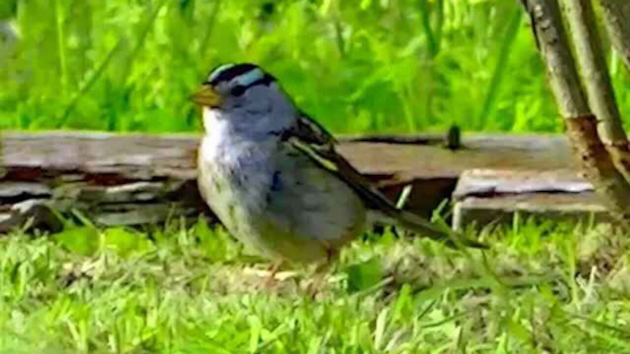 IECV NV #272 - 👀 Quick Clip Of The White Crown Sparrow 4-18-2017