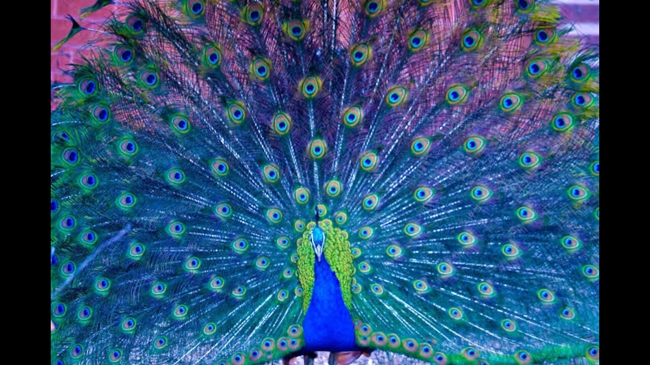 Peacock different voice