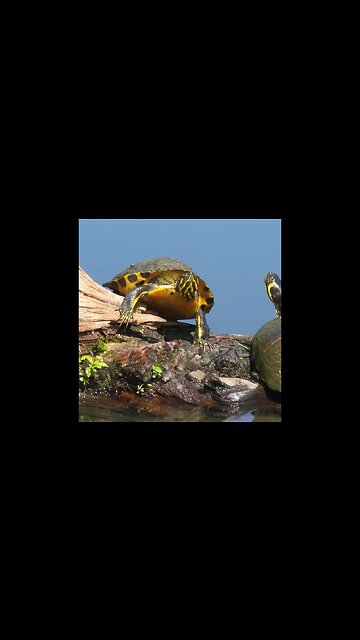 Nature Adventure #Shorts || SpeedysLittleWorld