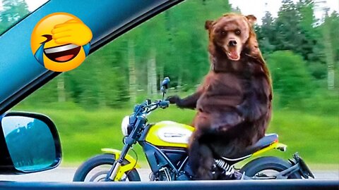 Best Funny Animal Videos Of The 2022 🤣 Funny Wild And Farm Animals Videos 🐴