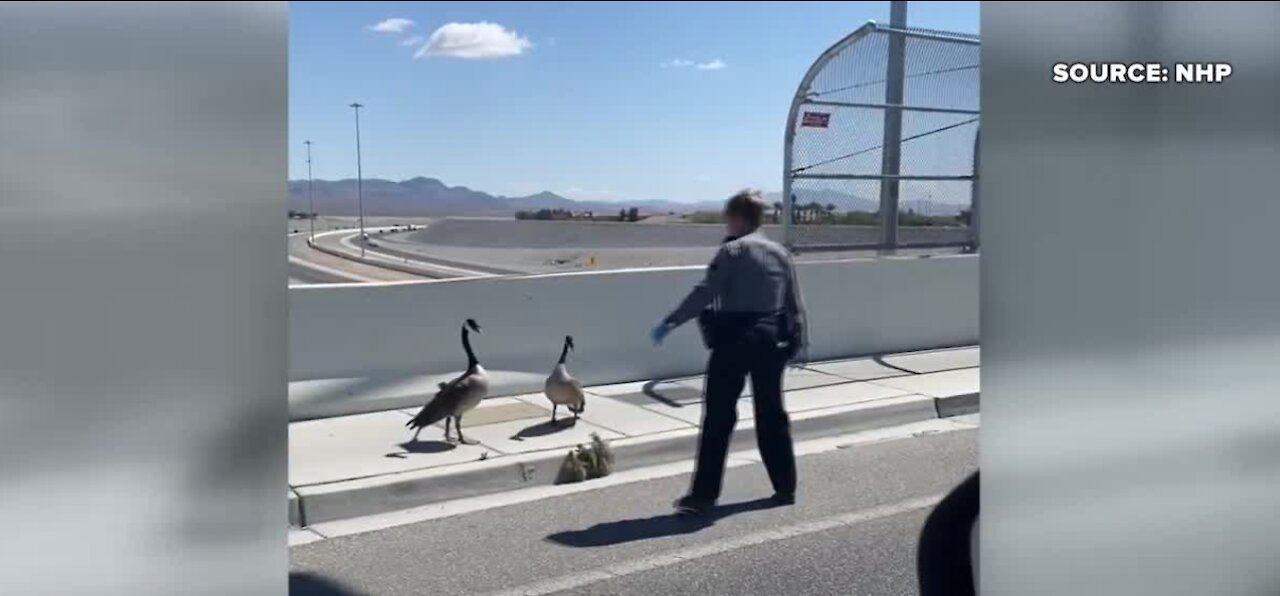 Las Vegas traffic stopped to help geese cross a highway