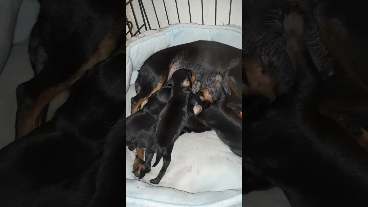 New Born miniature pinscher puppies feeding