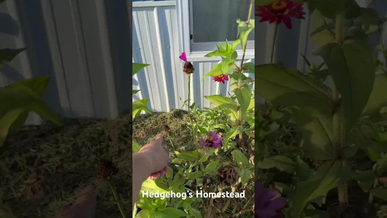 How to save zinnia seeds