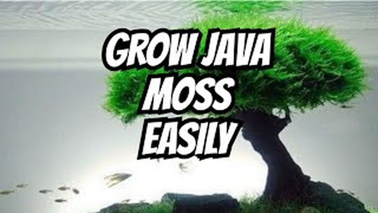 How to Grow Java Moss (The Ultimate Guide)