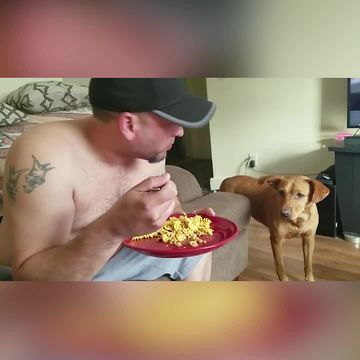 "A Dog Watches A Man As He Eats"