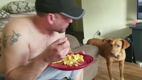 "A Dog Watches A Man As He Eats"