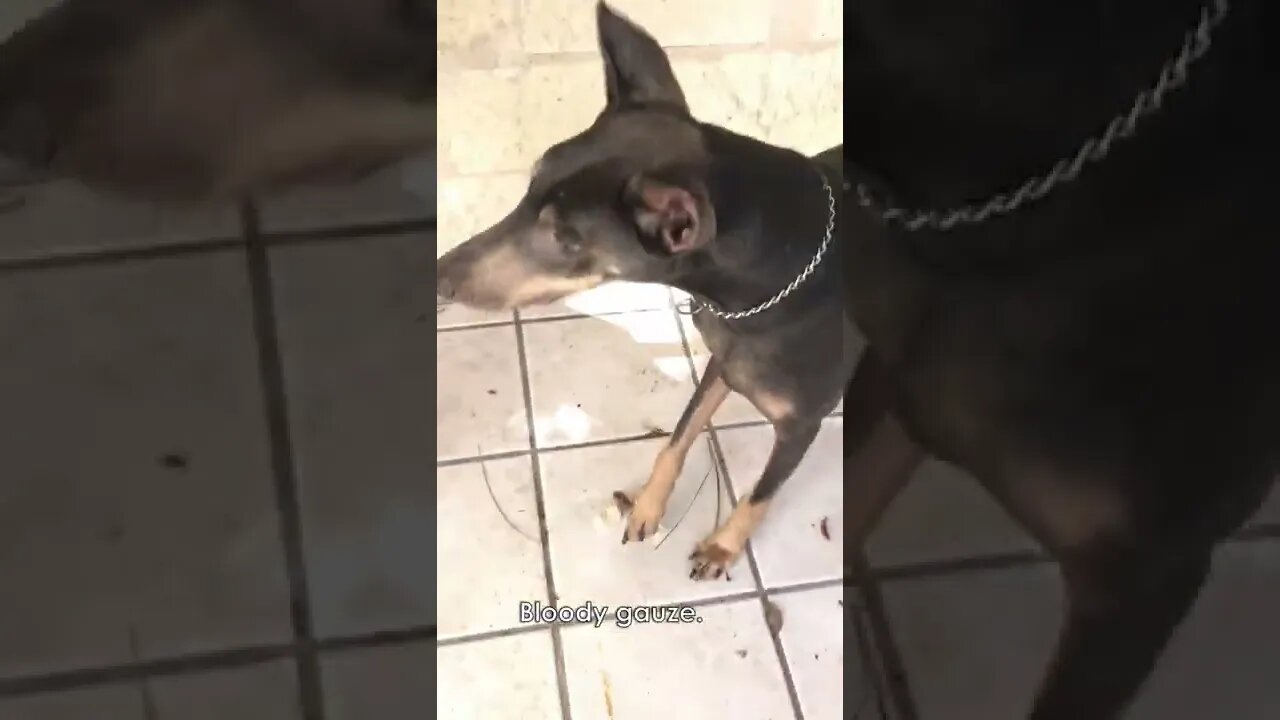 Doberman Searches for Human Remains