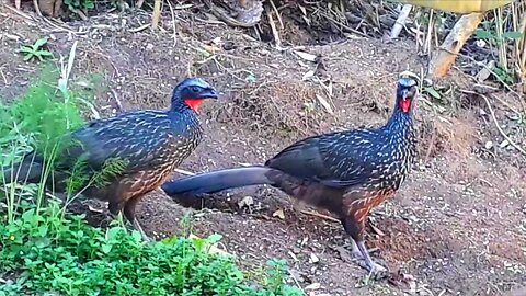 Jacu em busca de alimentos Jacuaçu jacuguaçu, guans