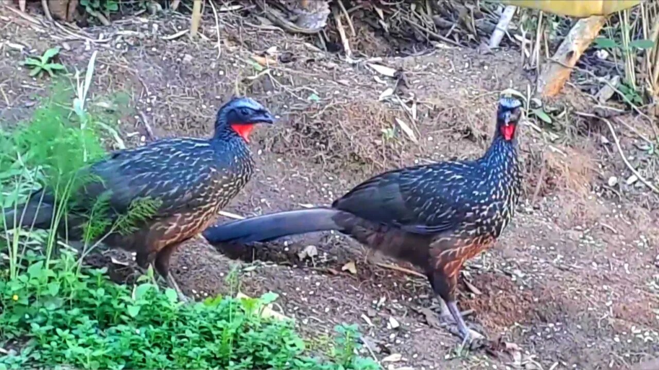 Jacu em busca de alimentos Jacuaçu jacuguaçu, guans