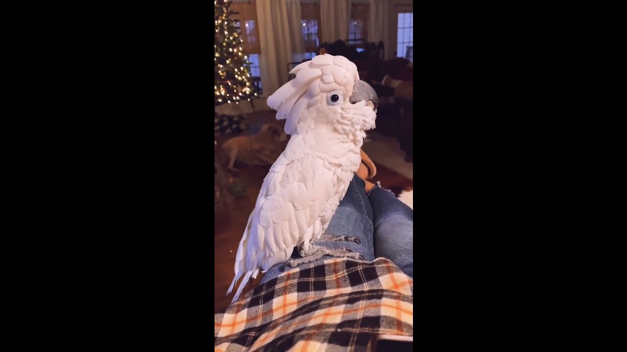 Favorite bird