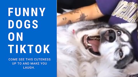 Funny dogs on TikTok!