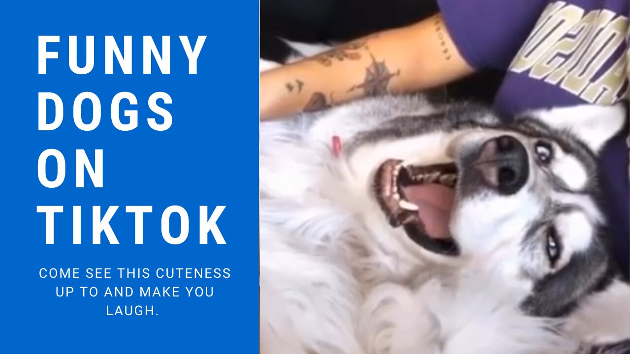 Funny dogs on TikTok!