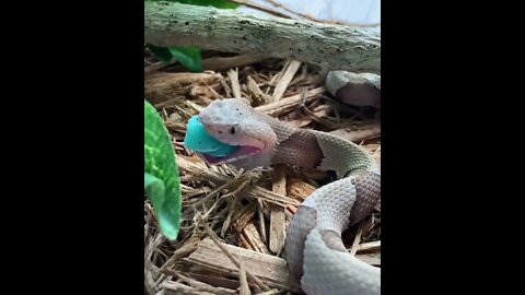 descover earth | denger snake🐍 😱 चैंनल को subscribe🔔 कर ले और वीडियो share करे #shorts(1)