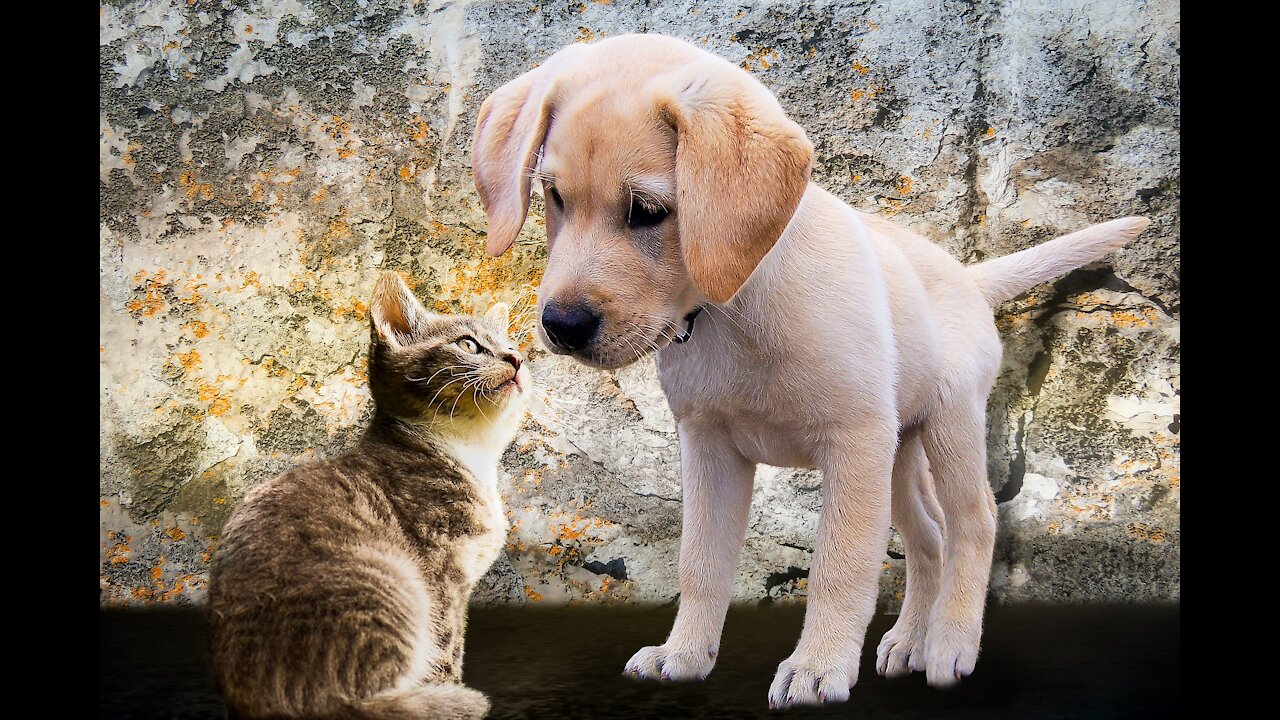 Pets are the funniest people in the world
