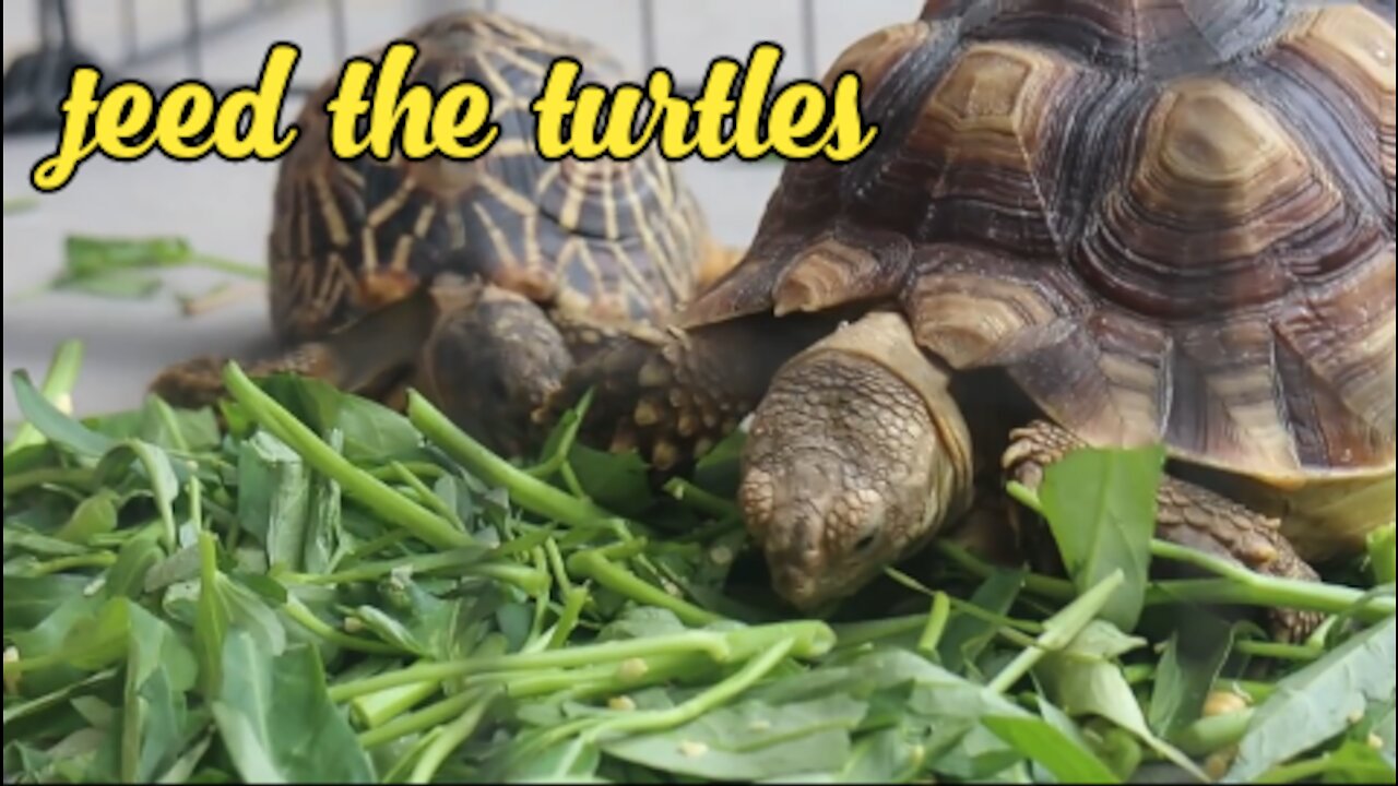 Feed the turtles