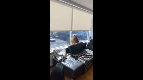 Bulldog falls asleep looking out window