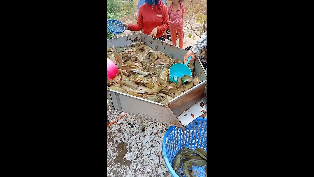 Catfish harvest in Vietnam