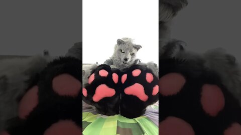 Paws, so you like that huh? #furry