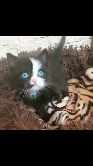 Super Cute Kitten Has The Brightest Blue Eyes