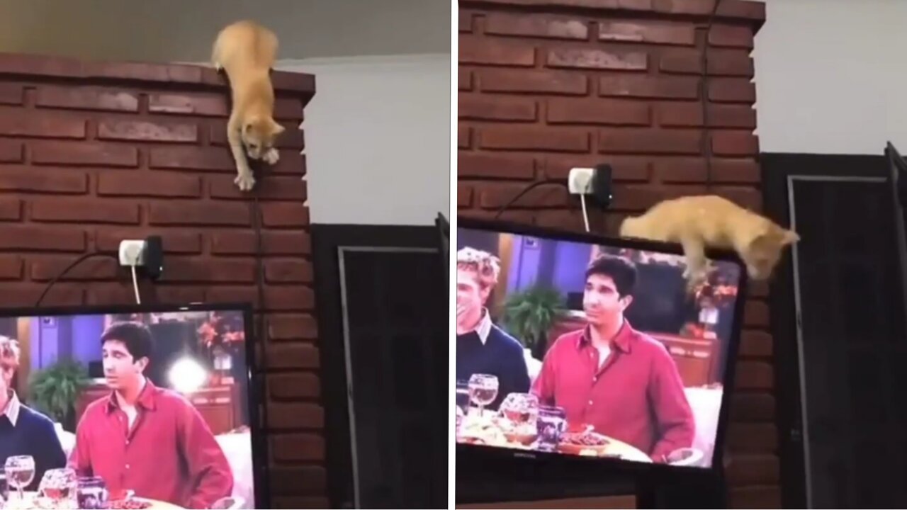 Cat Broken the TV While Jumping | Cat Most Funniest Fail