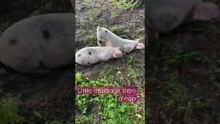 Little Massage than a Nap #piglets #pig #hog #shorts #naptime #massage