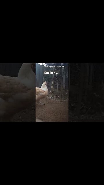 Farm surveillance. One hen, two hens