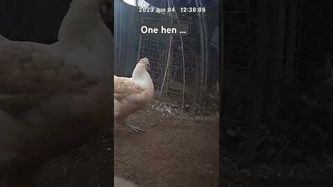 Farm surveillance. One hen, two hens