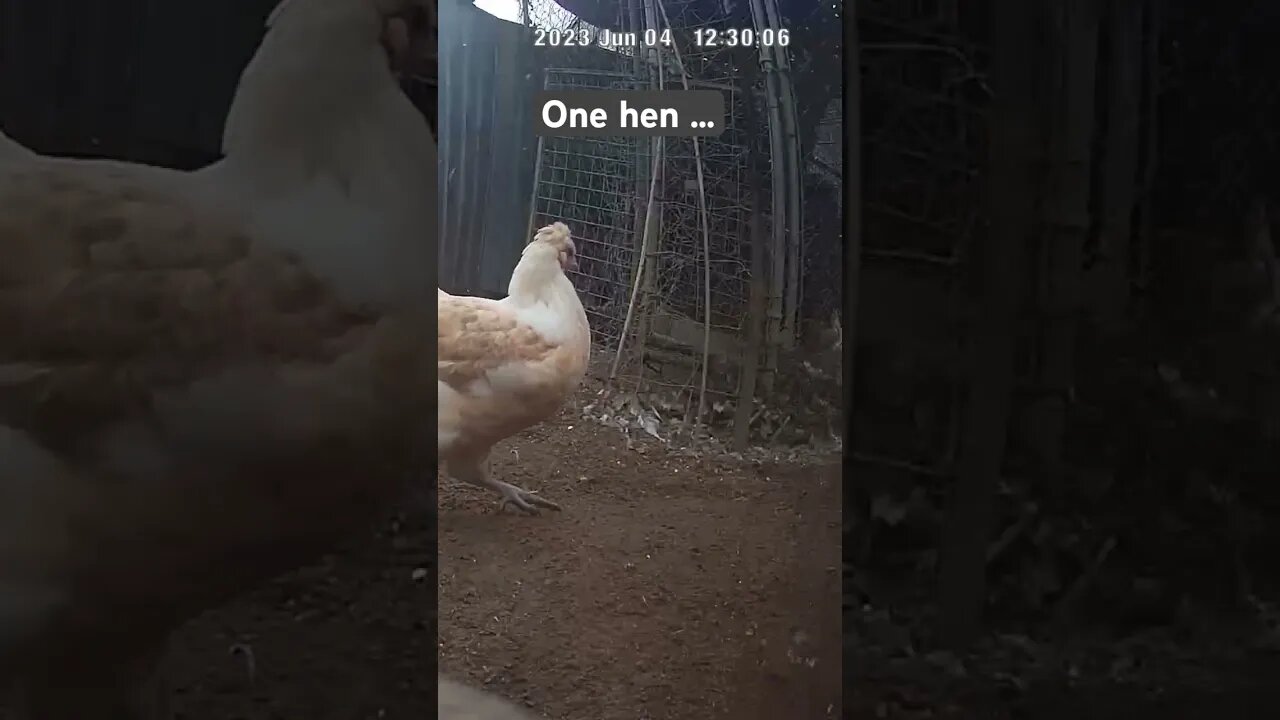 Farm surveillance. One hen, two hens
