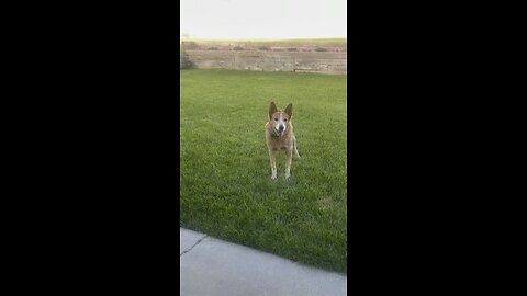 Dog catching ball