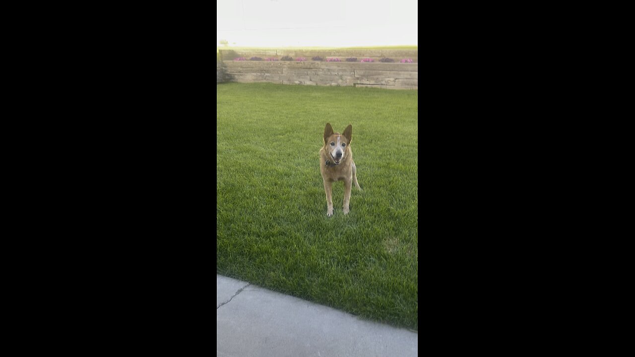 Dog catching ball