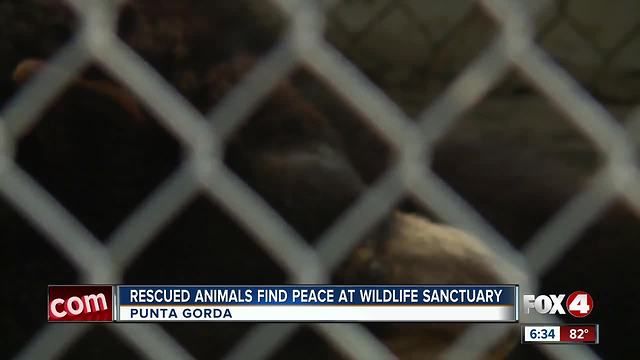 Rescued animals find peace at wildlife sanctuary