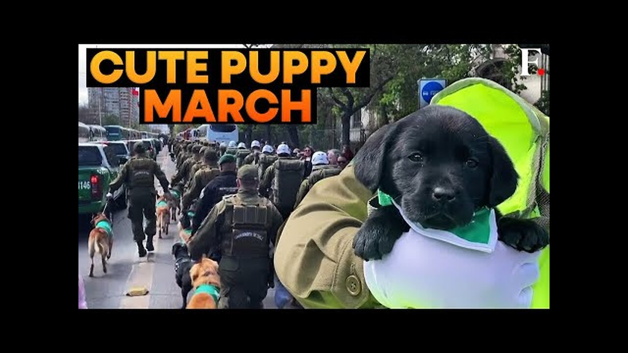 Pups March Alongside Soldiers in Chile's Military Parade | FPNews