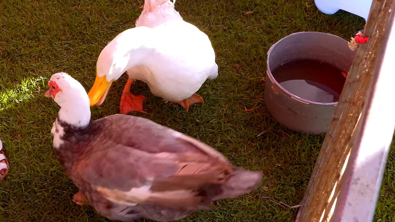 White Geese in Petting Zoo farm animals at Cultural Fair in Australia