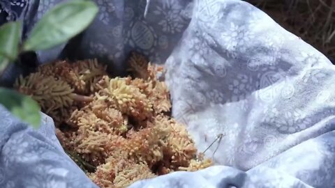 Pine Pollen for Cake