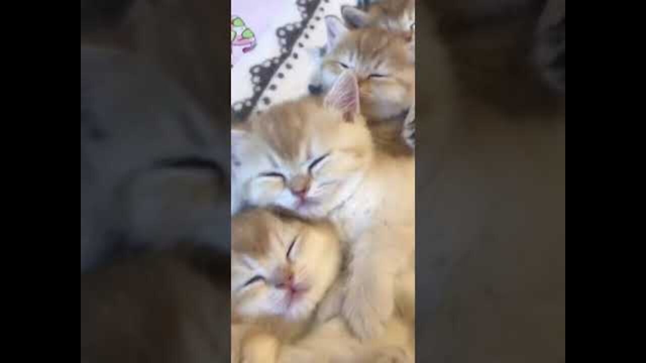 Kittens sleep together, warm sleeping