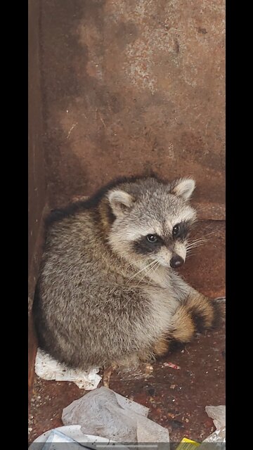 Trash Panda FL