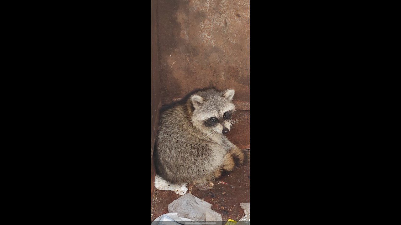 Trash Panda FL