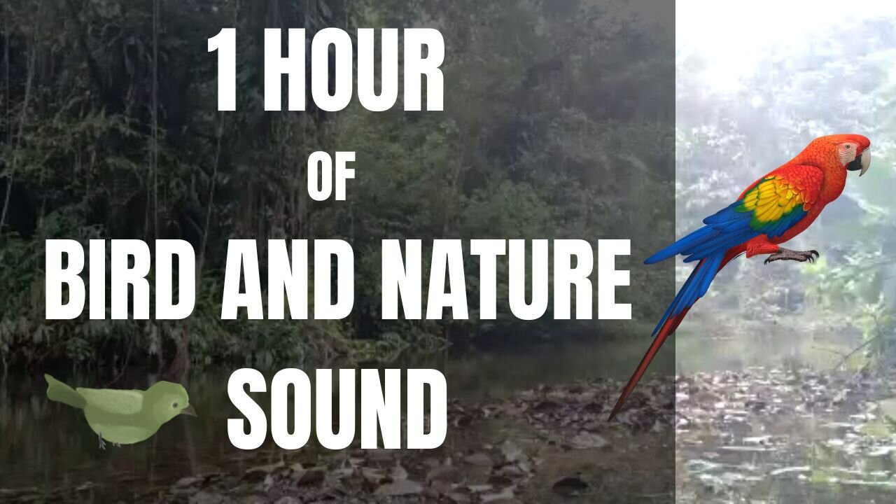 1 hour sound of birds, nature, forest, river (relaxation)