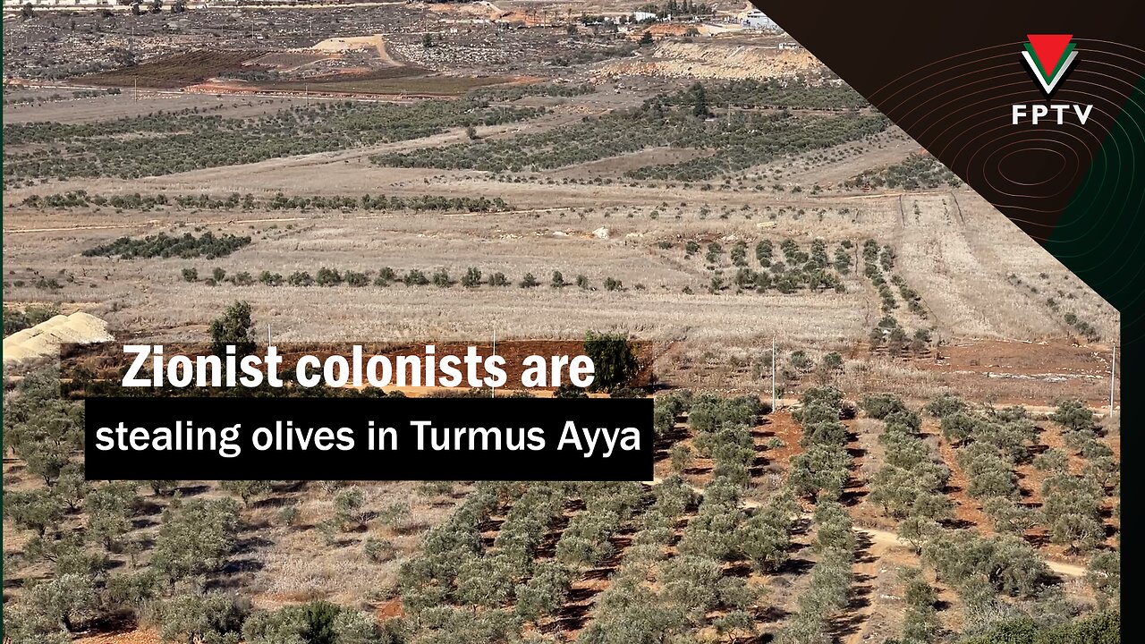 Zionist colonists are stealing olives in Turmus Ayya