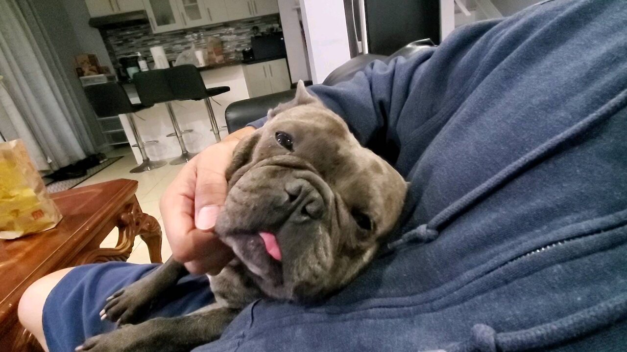 French bulldog getting all cuddly