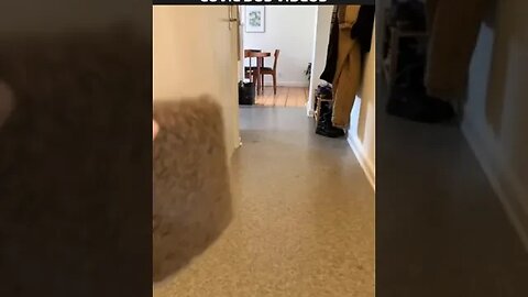 Você tem um GATO INTERESSEIRO?