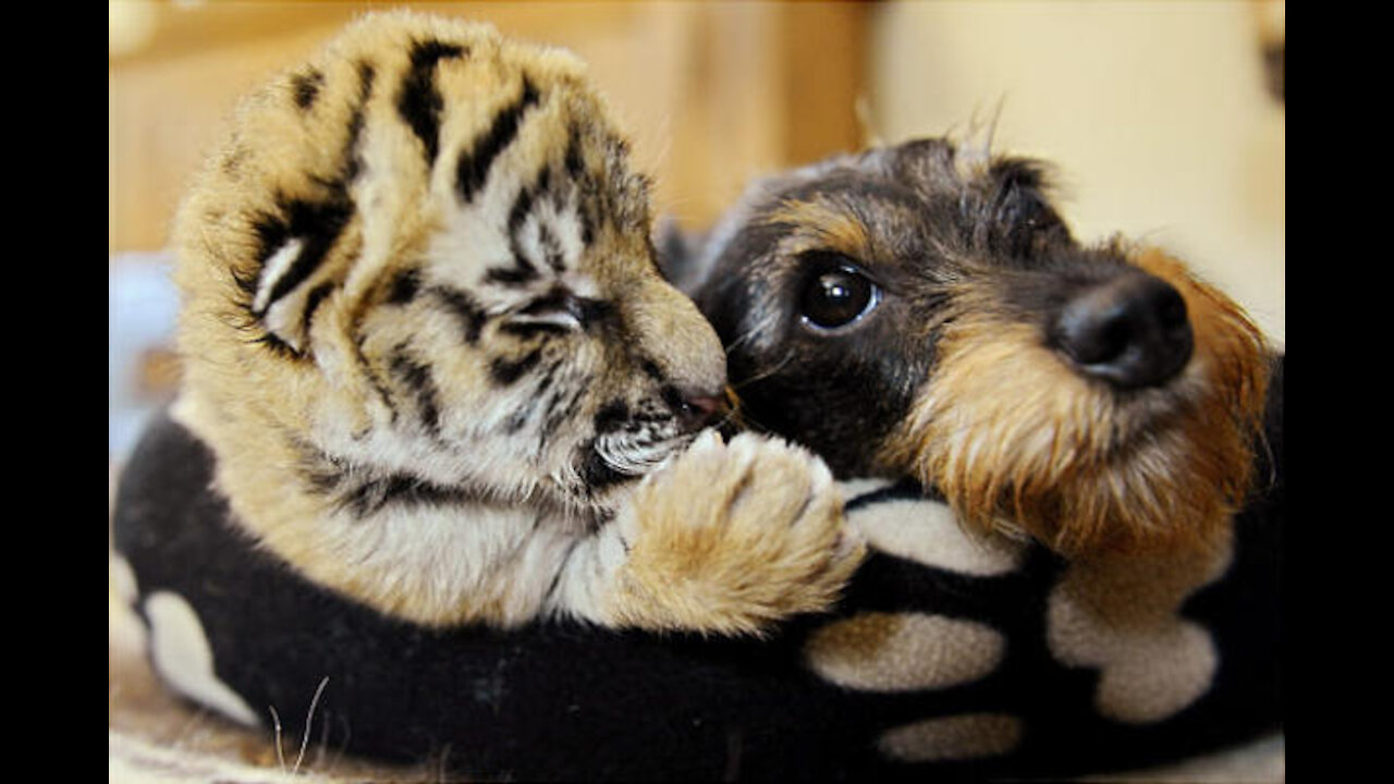 Funny video Dog and Tiger