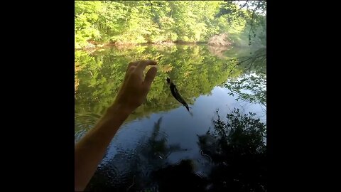 Catching a bluegill