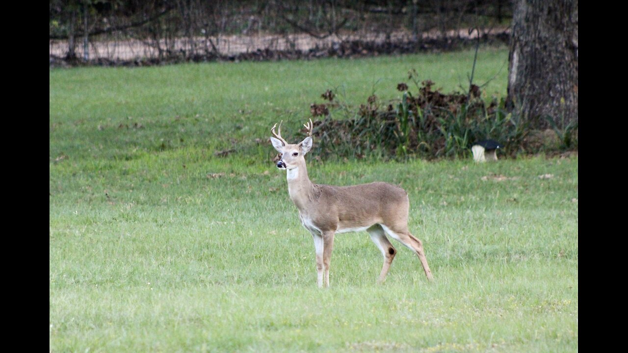 Rut begins and Piglets abound, TX Night Hog & Deer Wkly 9/21/24