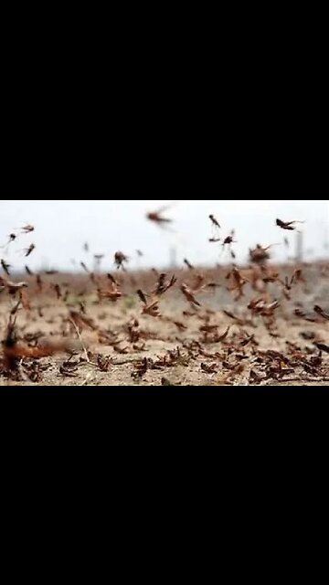 Grasshopper plague in Utah
