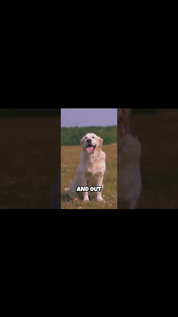 Why Do Dogs Make This Noise? | Random Madness