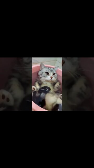 наши милые котики (2)