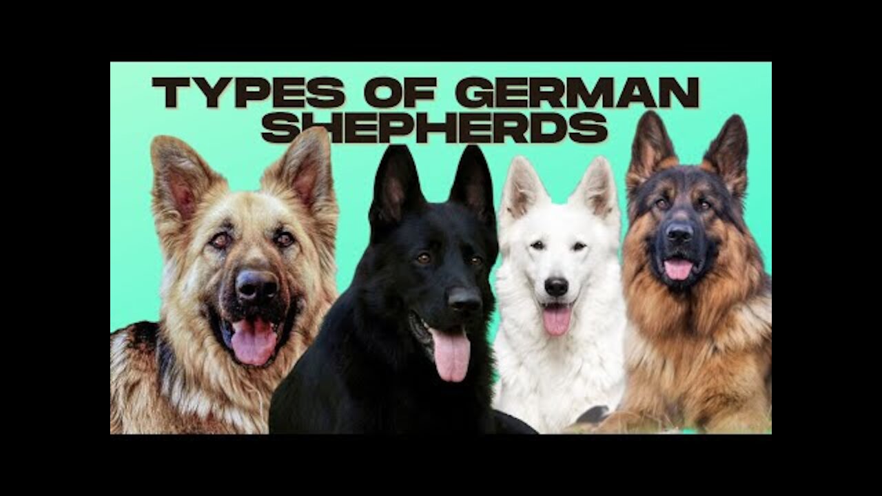 German Shepherd Types - 5 Types of German Shepherds