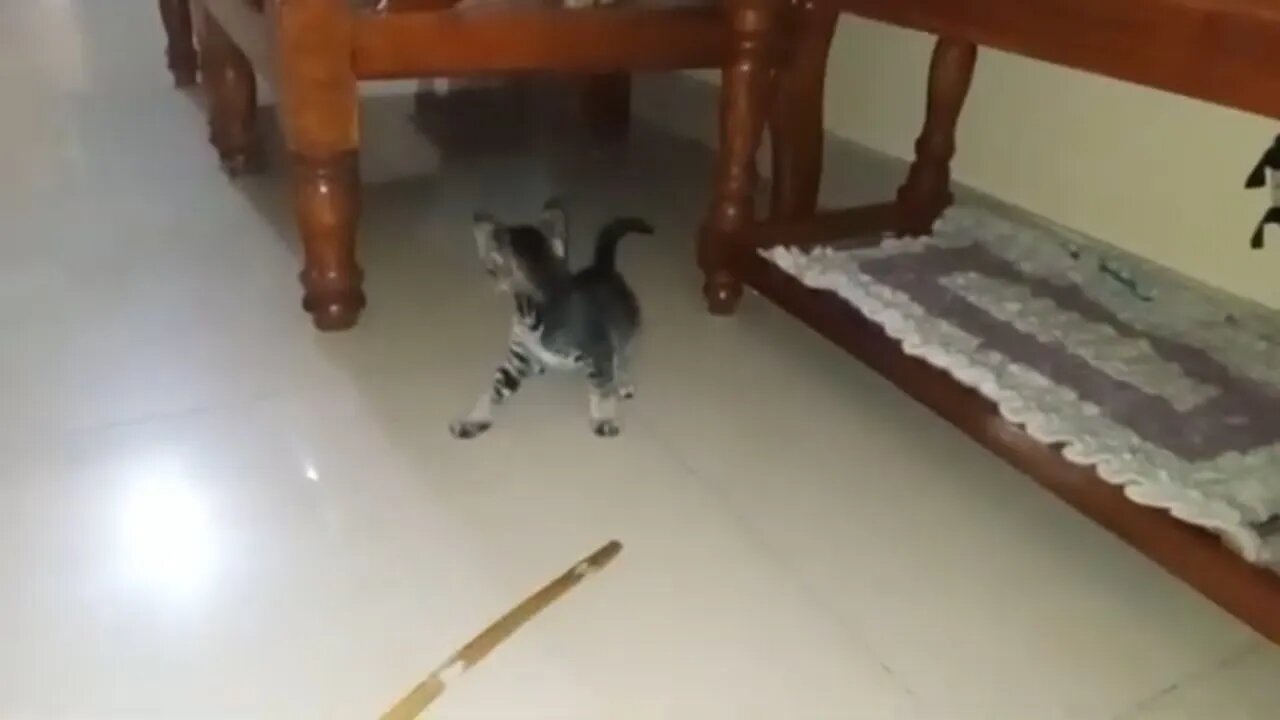 Kitten Playtime: Cuteness and fun